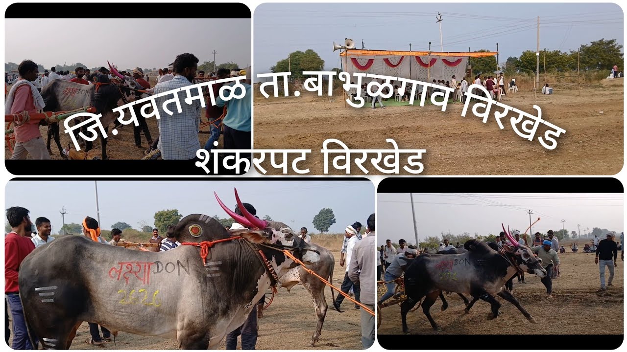 Shankar Pat] Virkhed Shankar Pat Bailgada Sharyat  जि.यवतमाळ ता.बाभुळगाव विरखेड  #bailgadasharyat 