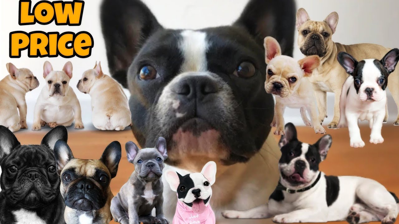 Cute French Bulldog Puppies | Dogs Farm | Puppies Videos | Cute Puppies 😍