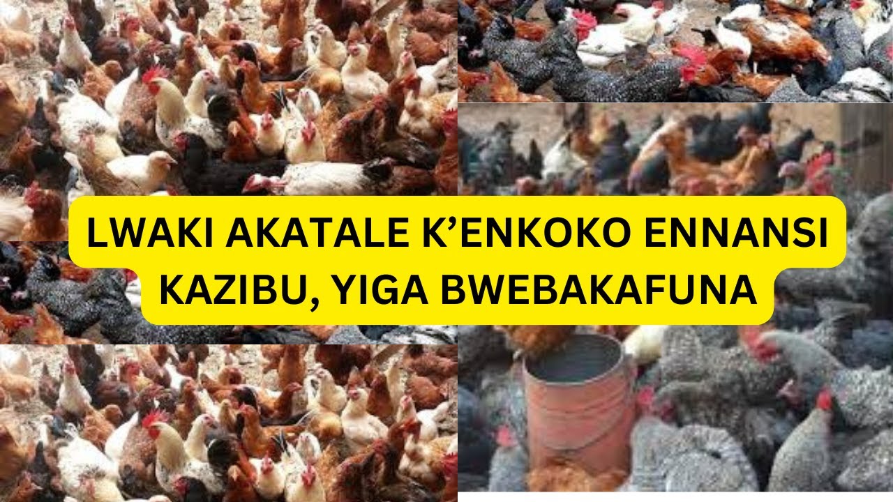 OKULUNDA ENKOKO ENANSI:  LWAKI AKATALE KAZIBU? OLIISA OTYA NGA EMMERE ERI WAGULU?