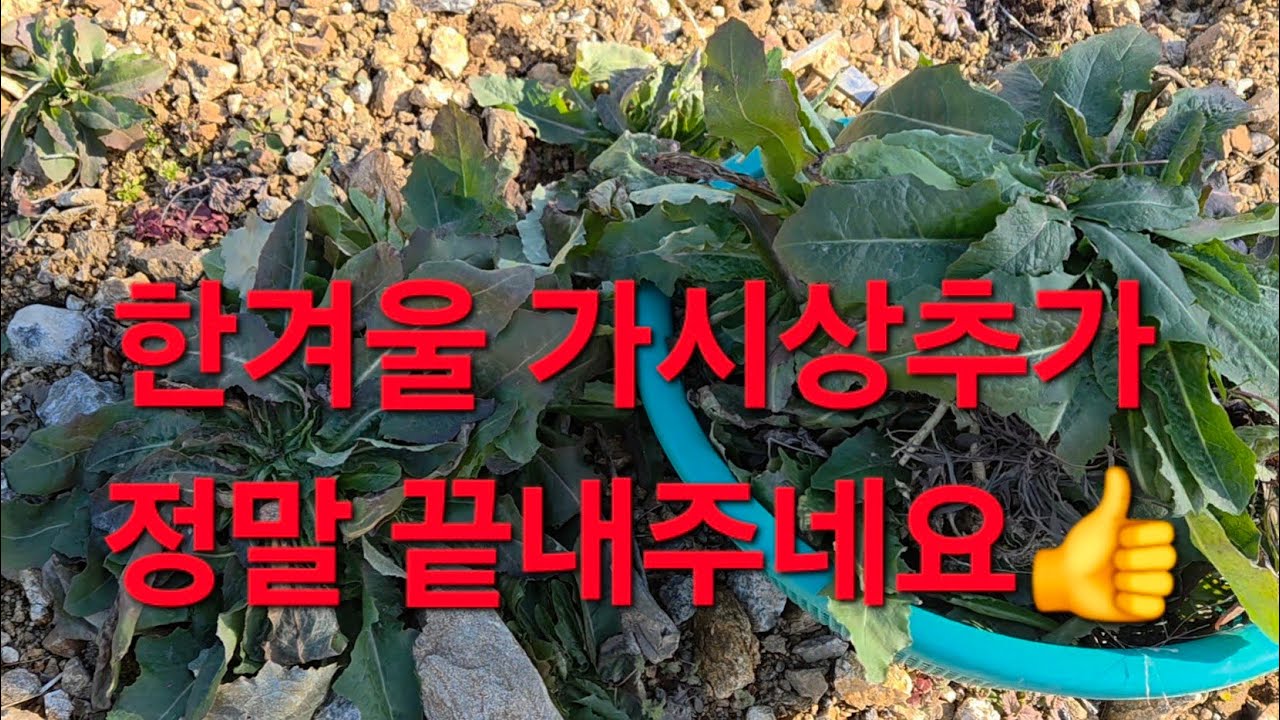 한겨울 가시상추가와 가세씀바귀가 정말 끝내주네요~👍 #가시상추, 씀바귀, 가세씀바귀, 냉이, 노지냉이#들나물#국산들기름#들기름