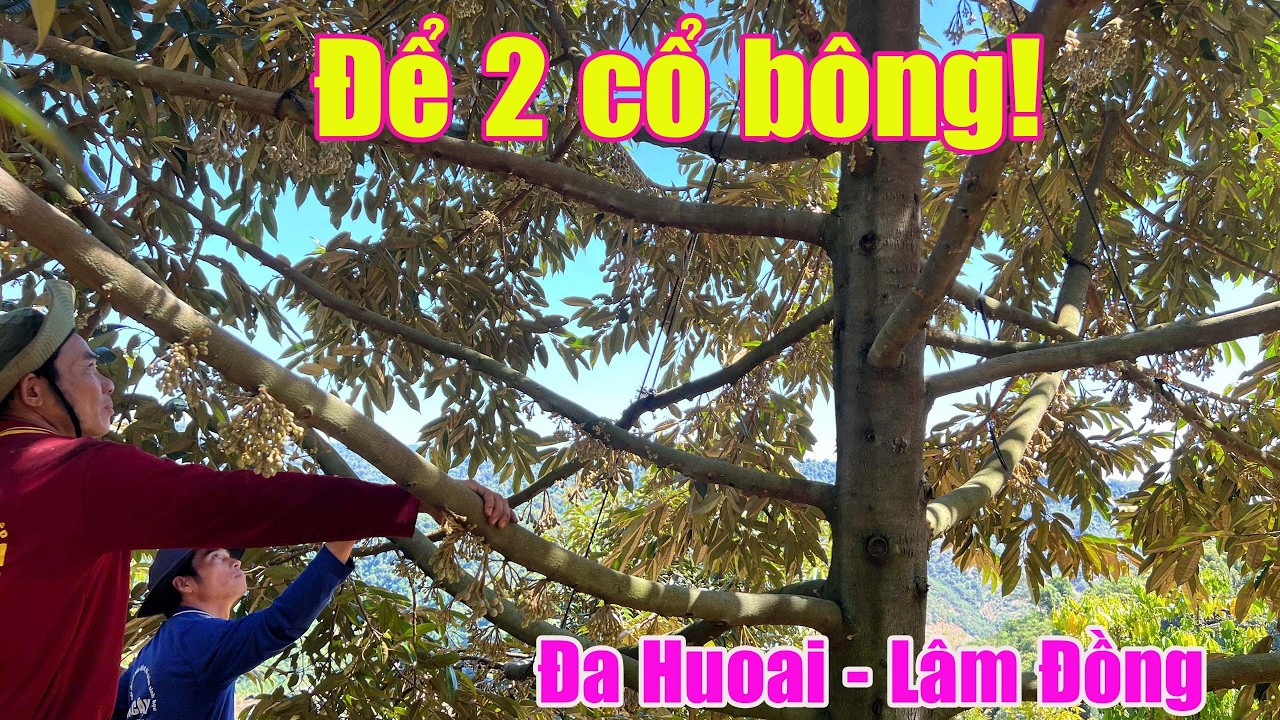 SỢ THIẾU NÊN ĐỂ 2 CỔ BÔNG