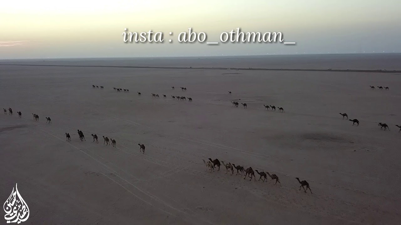 هجيج ابل قبيلة الرشايدة 2017/12/1 تصوير حسين الحميدي