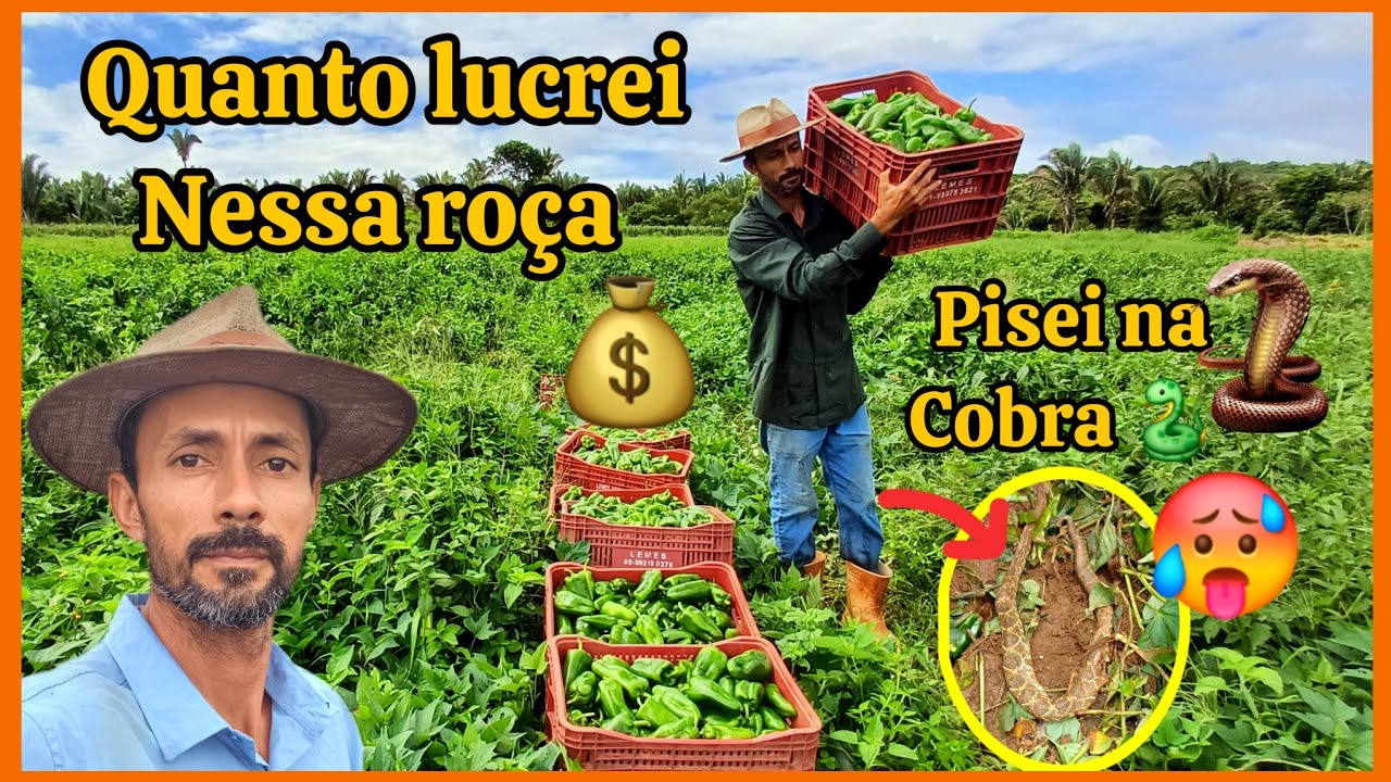💰🫑Veja qual foi o custo e a lucratividade da nossa roça de pimentão,quase fui picado por uma cobra🐍