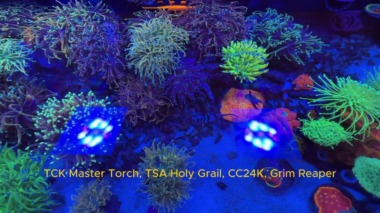 Torch Garden update