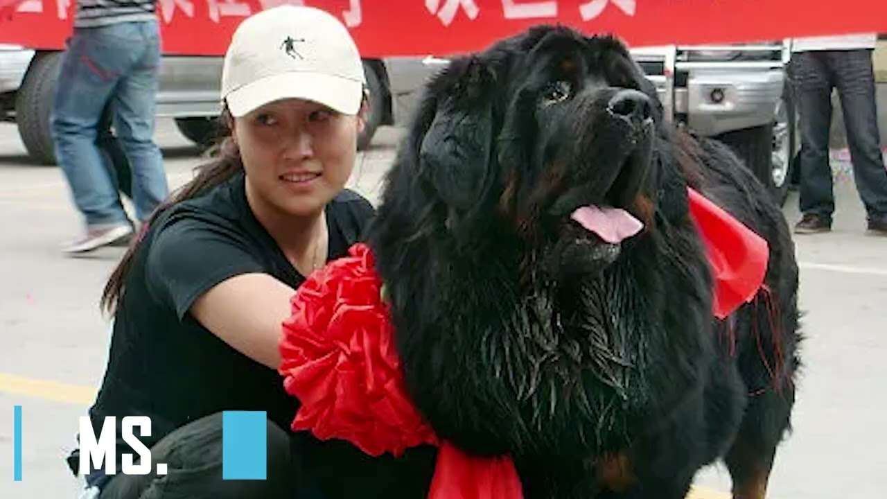 I Found the World's Most Expensive Dog (Price: $5.7 Million!)