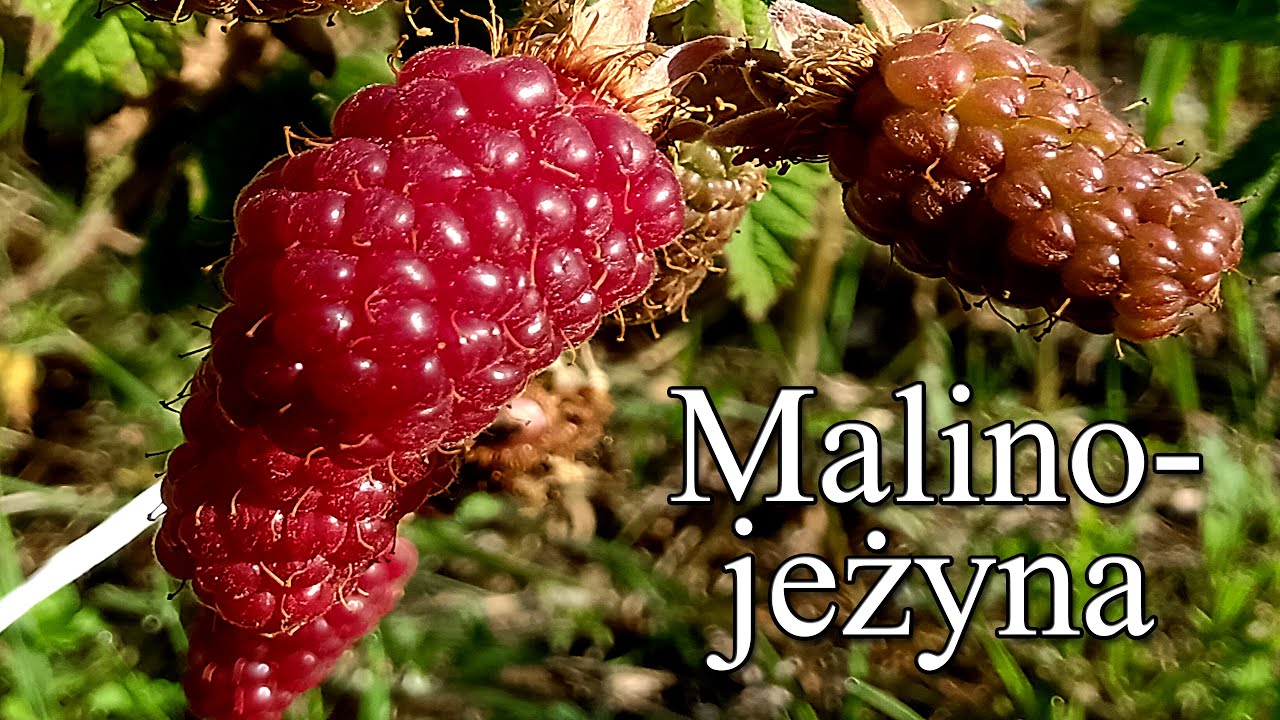 Ogrodowe pierdamony 66 - malinojeżyna - owoce