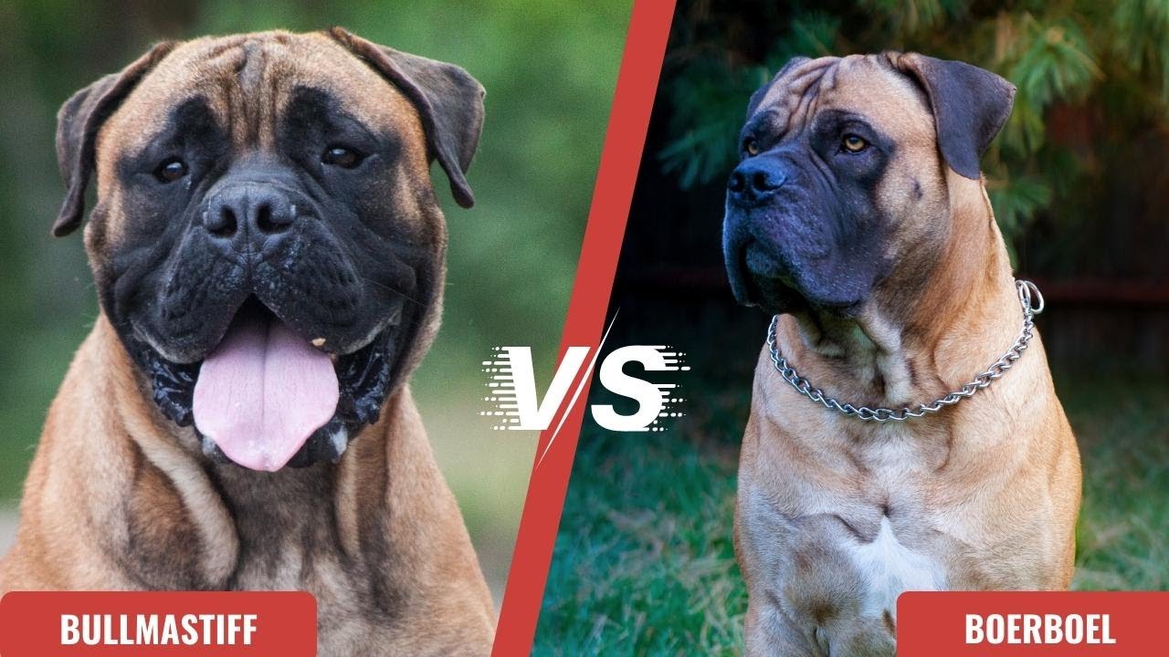 Bullmastiff VS Boerboel - Breed Differences & Similarities