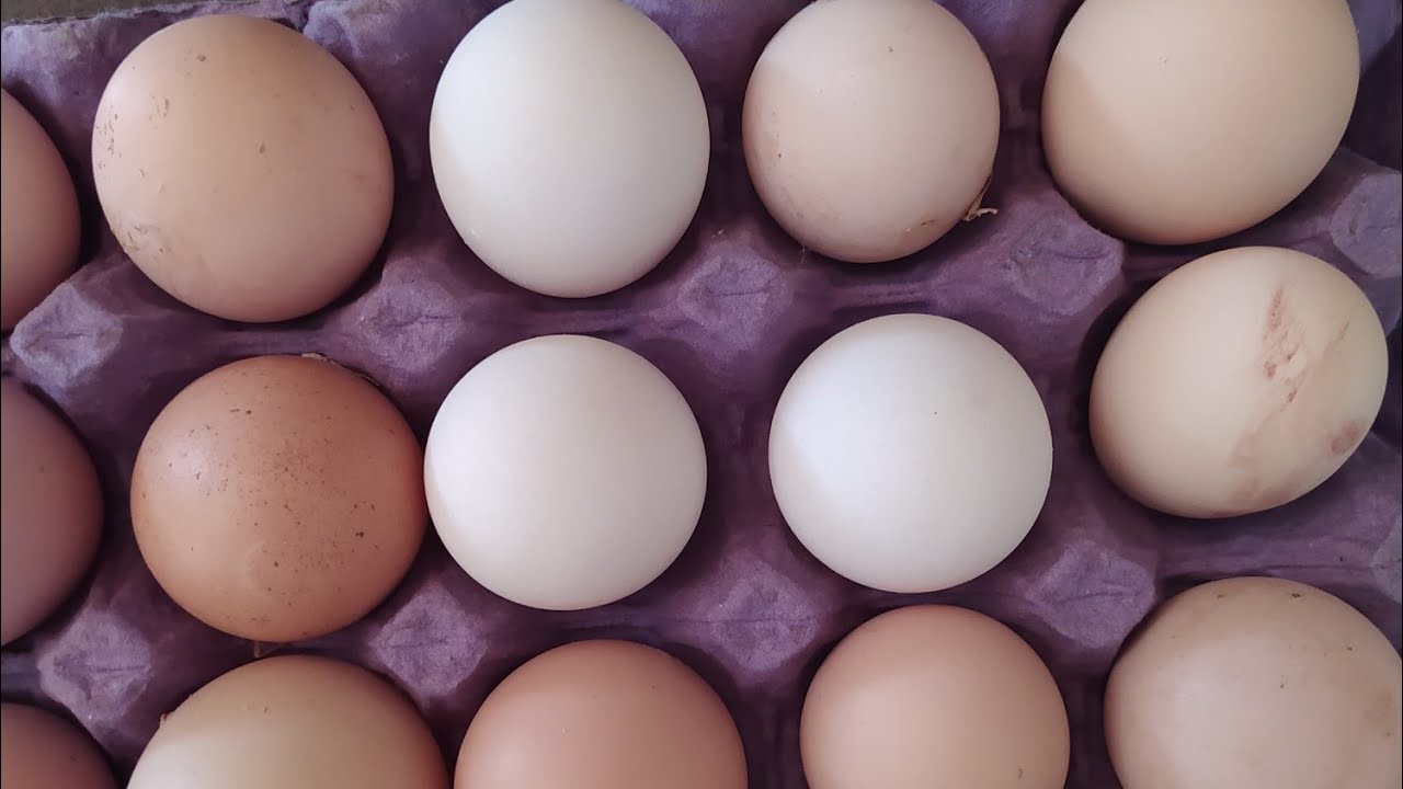 BURDA ŞİMDİ BEYAZ YUMURTA YOK MU? SARI KÖPEK TAVUĞU BOĞMUS.