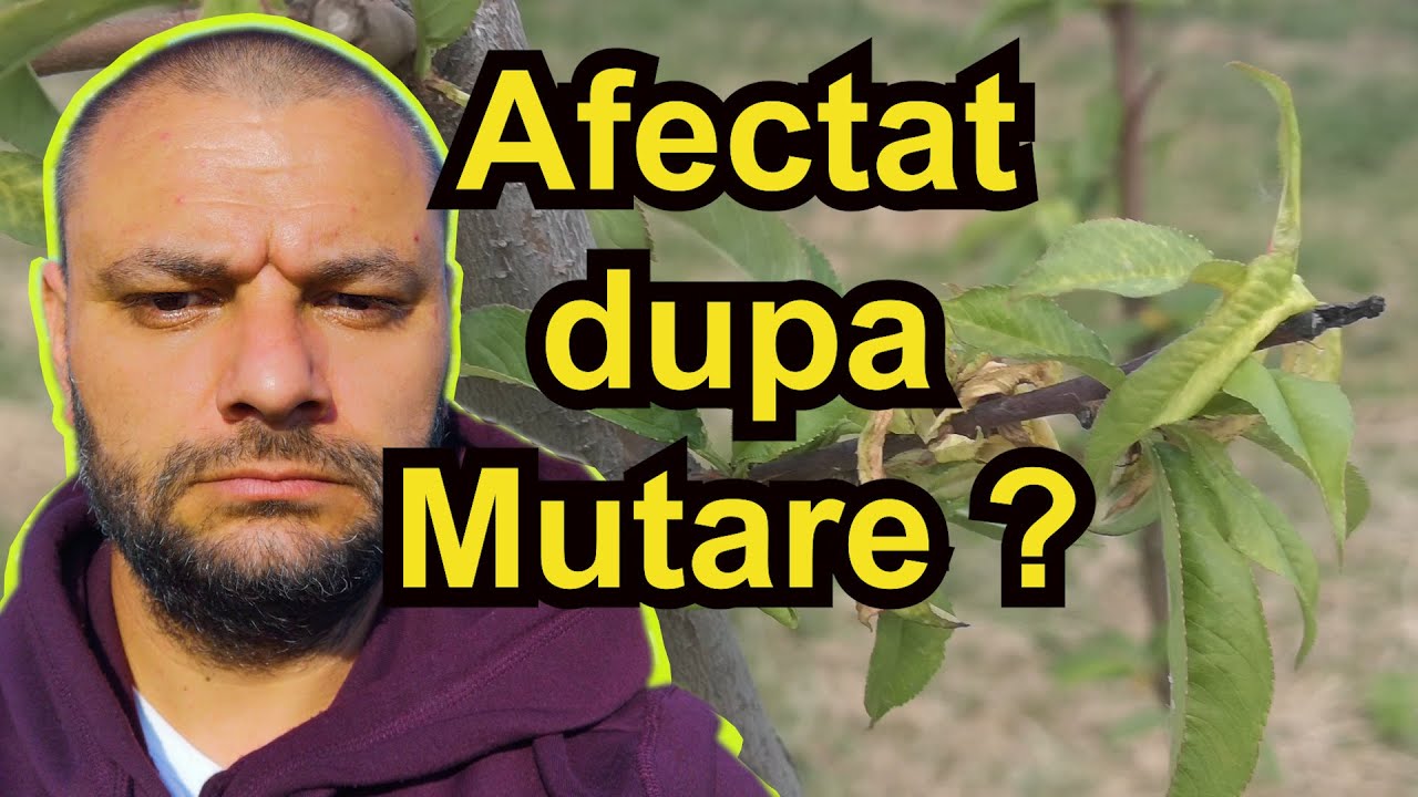 Nectarinul dupa Transplantare - Plantarea pomilor fructiferi