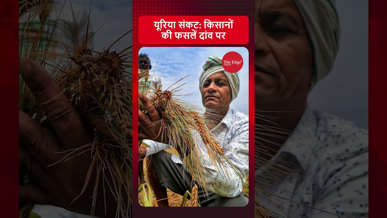 India&rsquo;s Urea Crisis: Farmers Wait, Fields Suffer