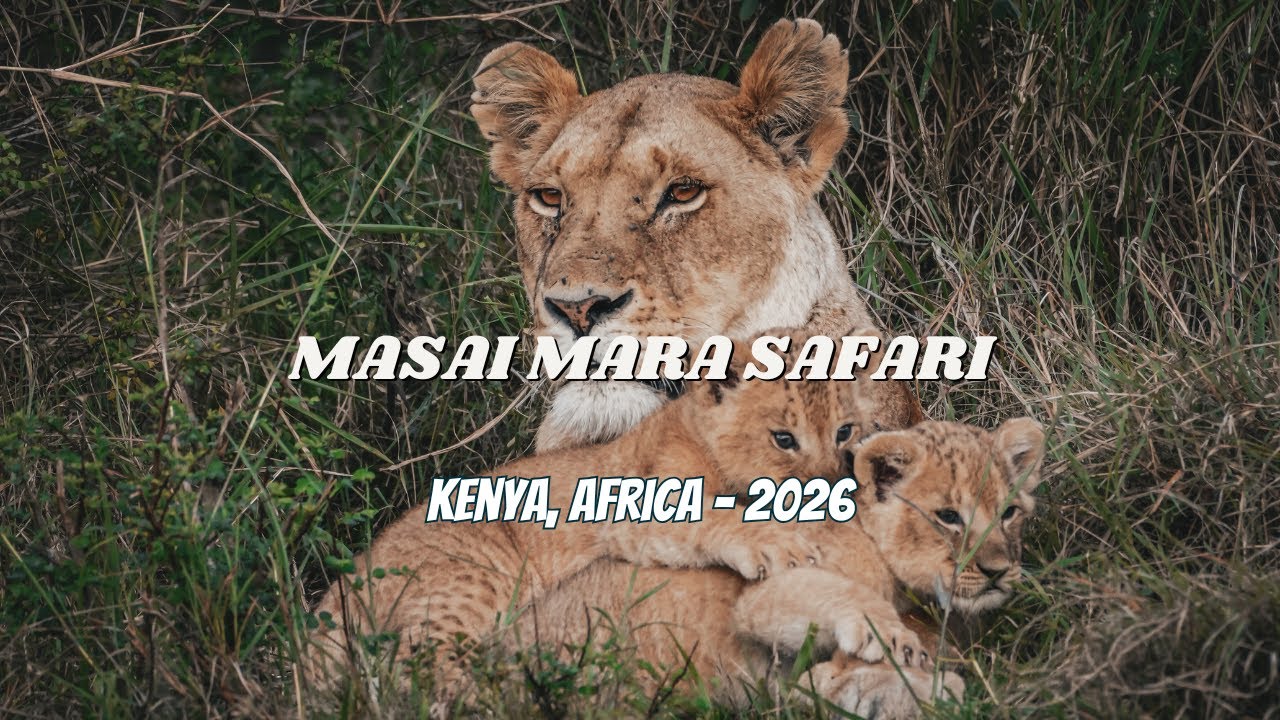 Safari Masai Mara, Kenya, Africa || Enkarewa 4K CInematic 2026