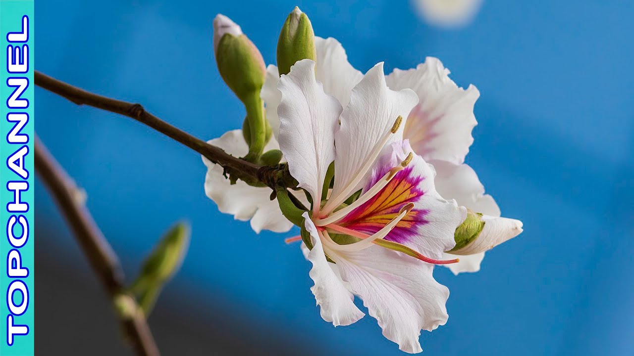 10 Variedades de Bauhinia más hermosas