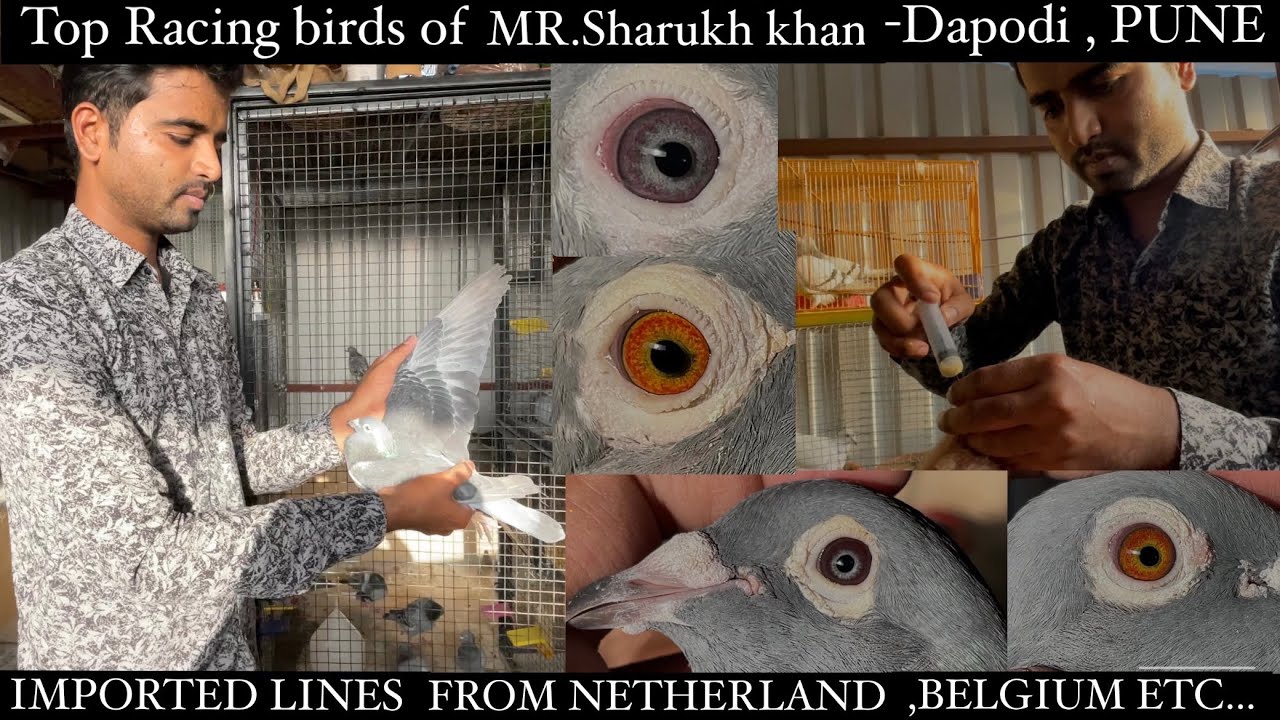 Top Imported  Racing Birds of MR.Sharukh khan Loft | PUNE | NELLORE BIRDS AND PETS | Hindi homers |