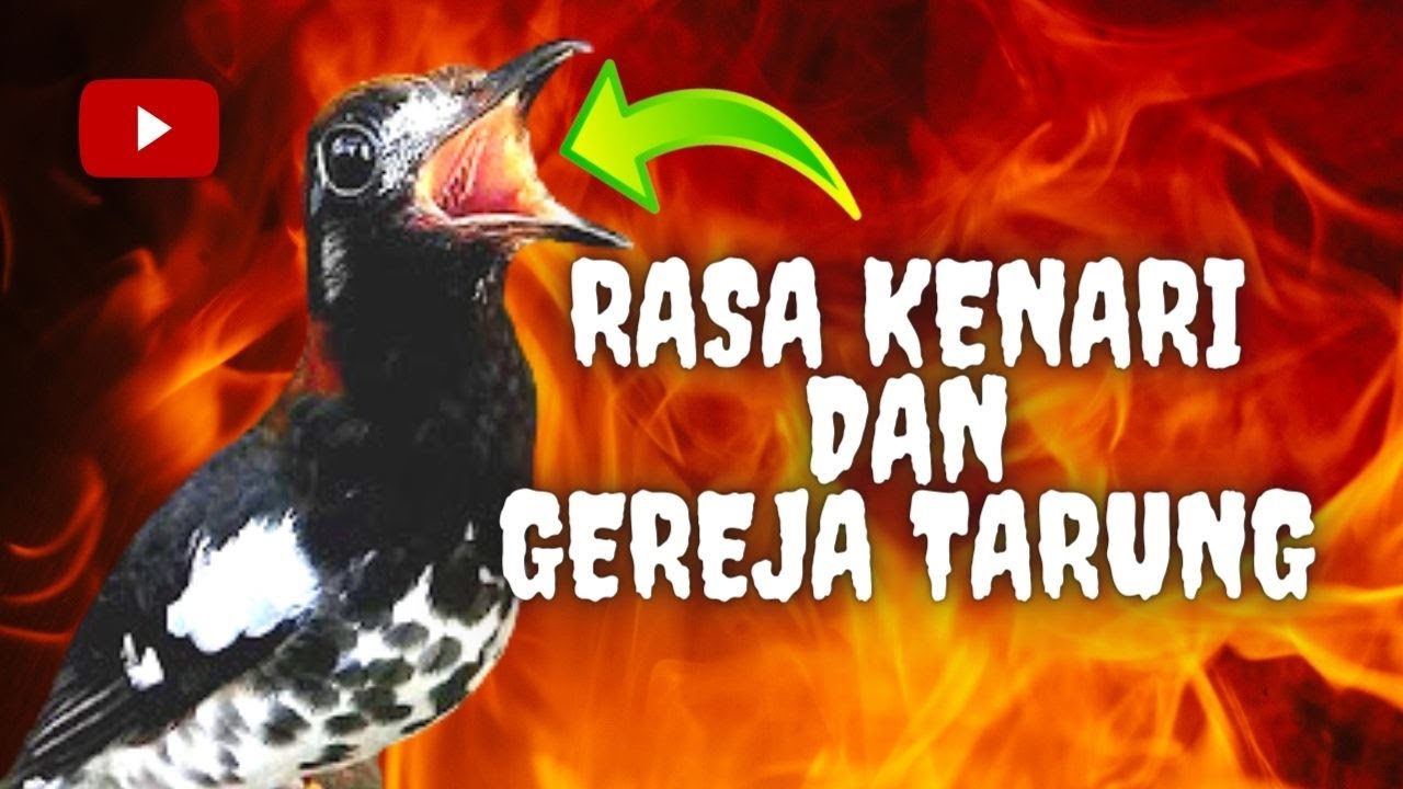 ANIS KEMBANG NGEROL isian kenari dan gereja tarung