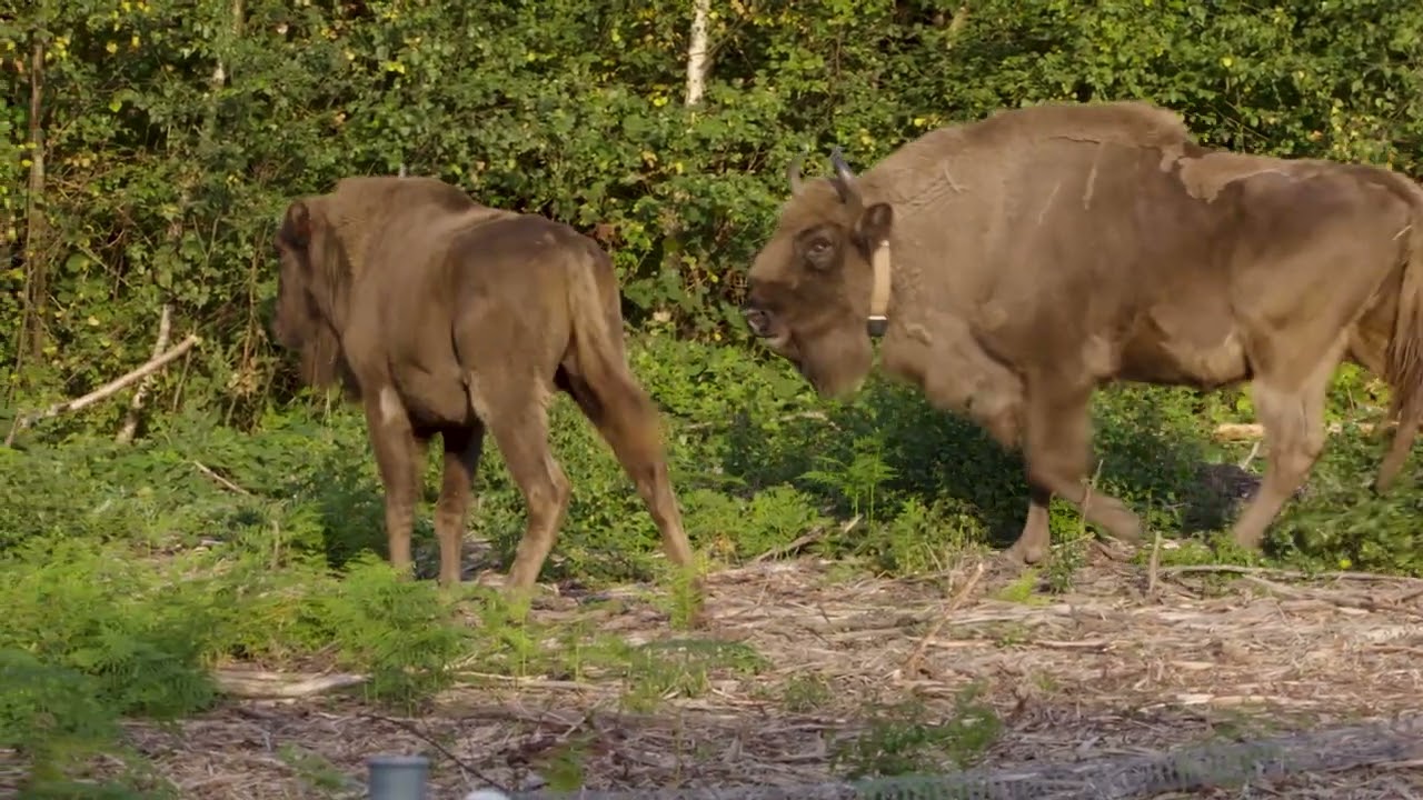 KENT WILDLIFE TRUST: BISON RELEASE