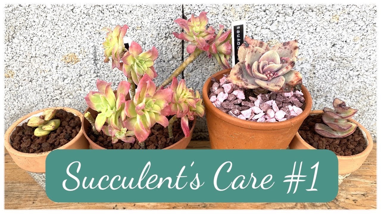 #succulentscare #1 | #sedum PALMERI, #graptoveria ALFRED BAYNES et #crassula