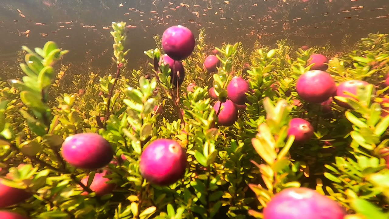 Harvest Flood in Cranberries