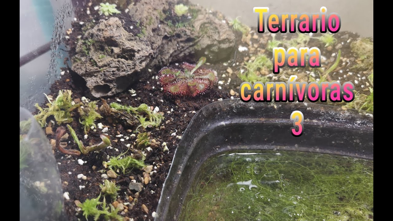 Cómo hacer un terrario para plantas carnívoras 3