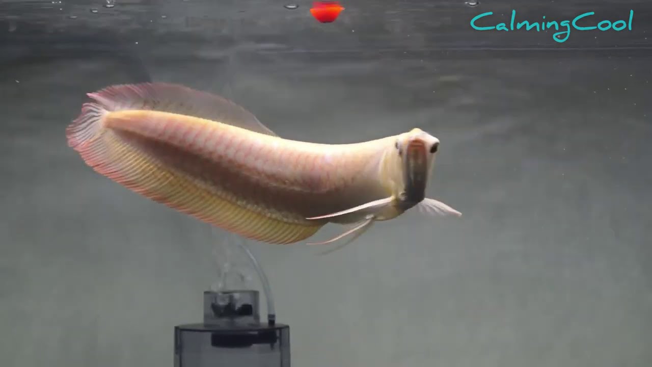 Best Top 10 South American Arowana fish | Albino Silver, Black Arowana and Snow White Silver Arowana