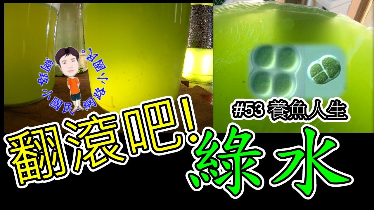 翻滾吧~綠水 [#53養魚人生] 養綠水、養水蚤；Roll it ~ green water