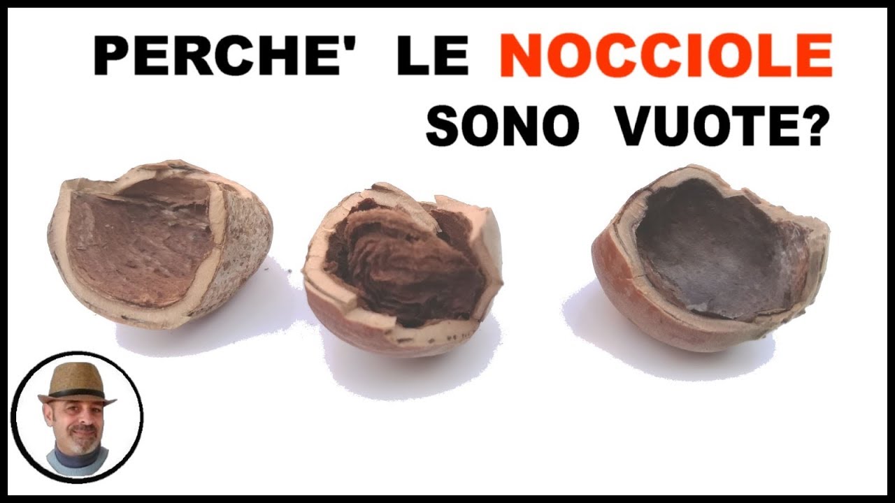 Perchè le nocciole cadono vuote? Ecco le cause