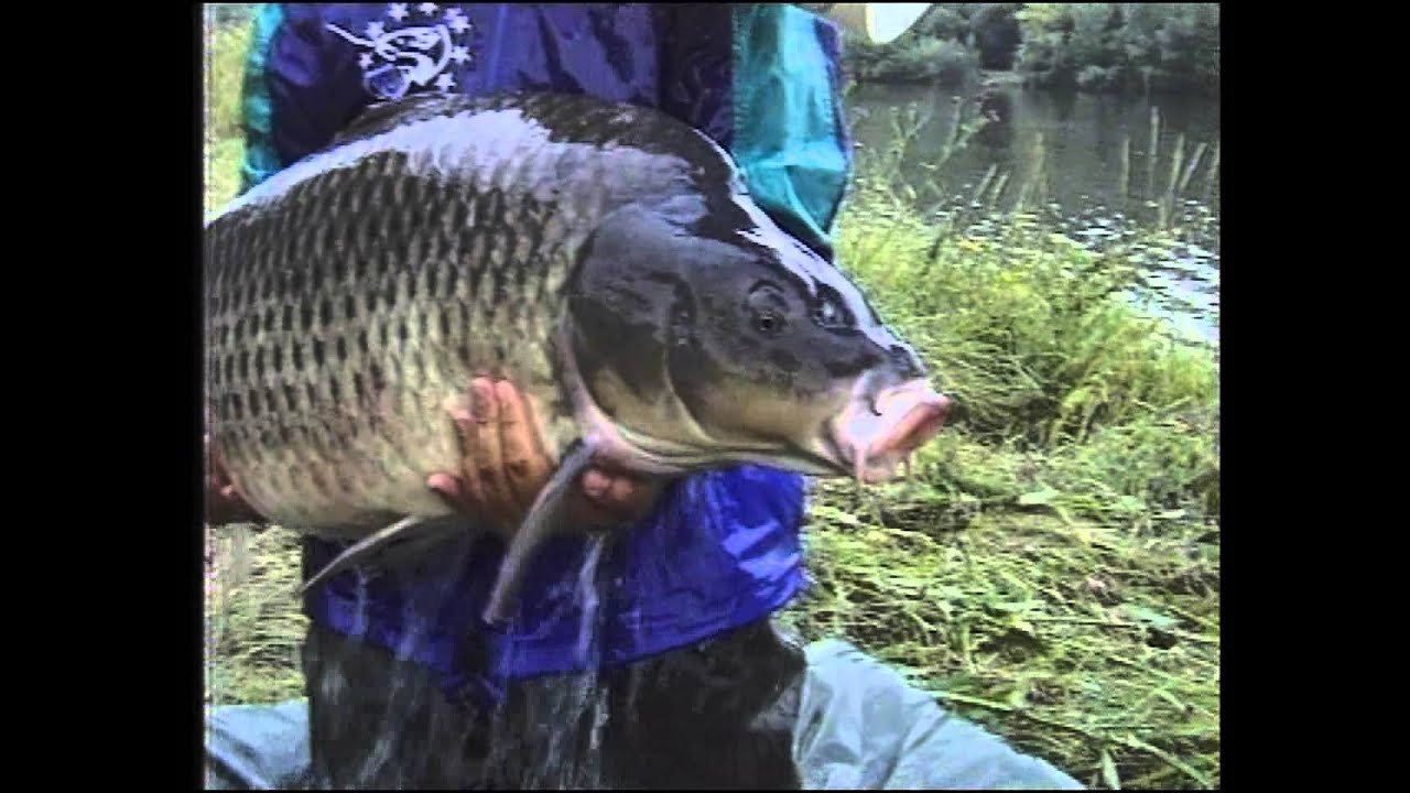 CARP TOUR 2
