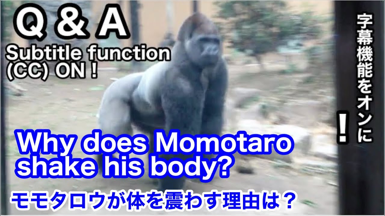 Ответ🦍Почему горилла Момотаро трясет своим телом? | Семья Момотаро