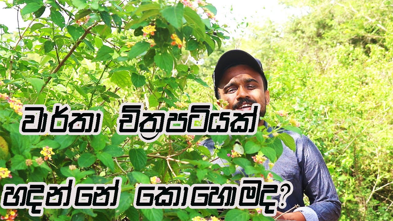 වාර්තා චිත්&zwj;රපටියක් හදන්නේ කොහොමද? / How to make a documentary film/ Sinhala