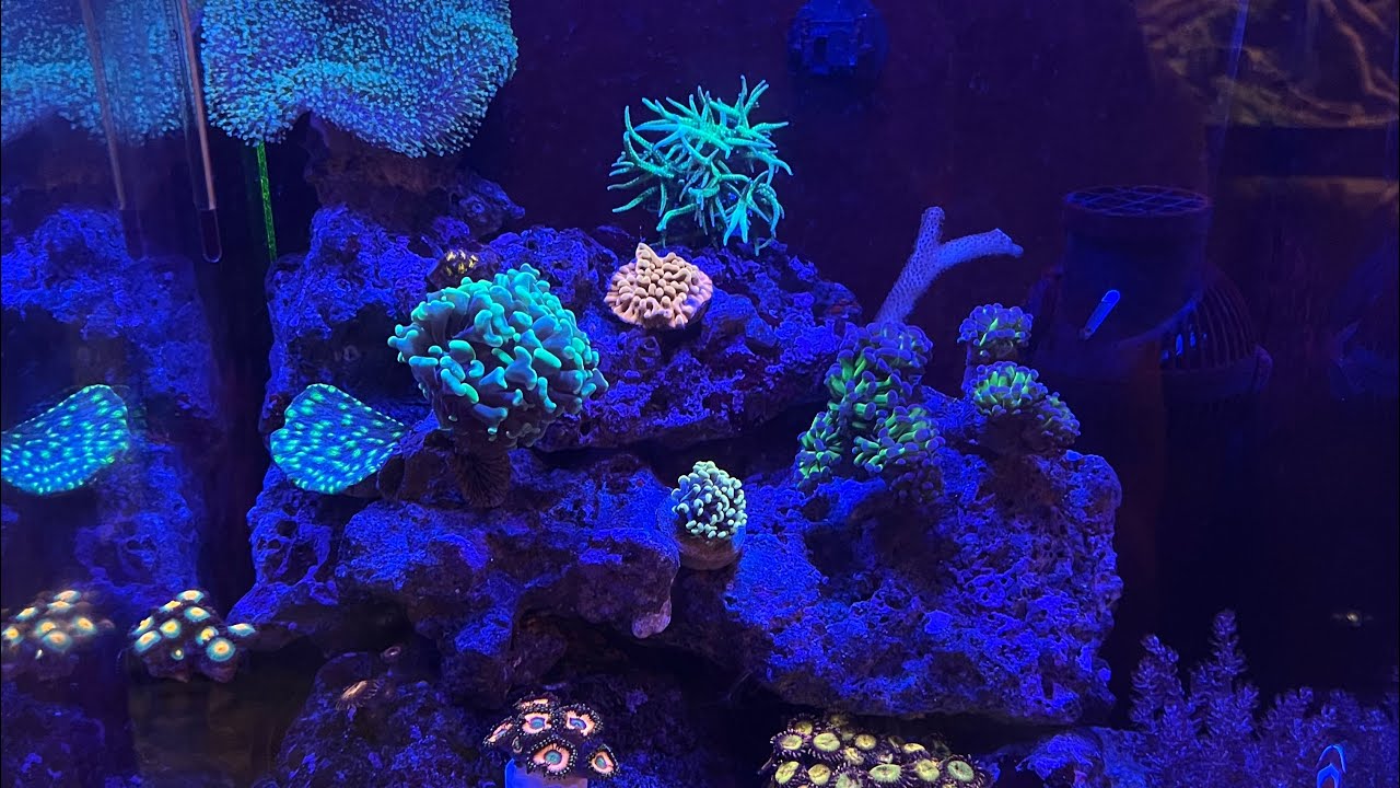 Aquarium nano récifal part 3 !