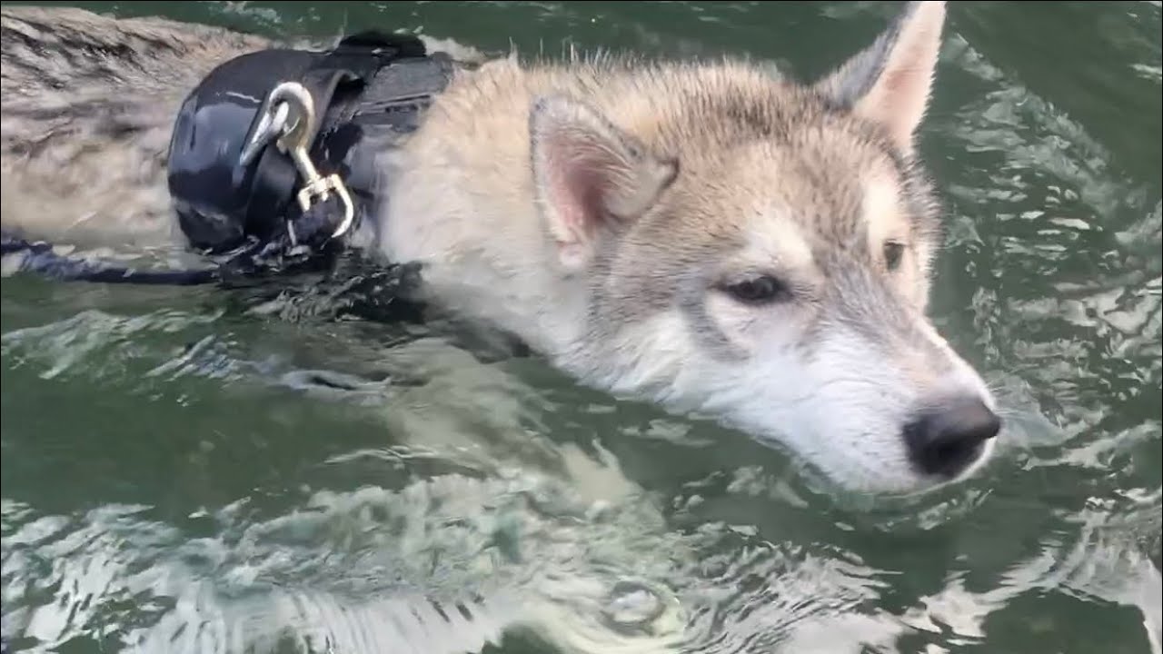 【ハスキー犬】川デビュー！泳ぎを完璧にマスターしたシベリアンハスキー子犬