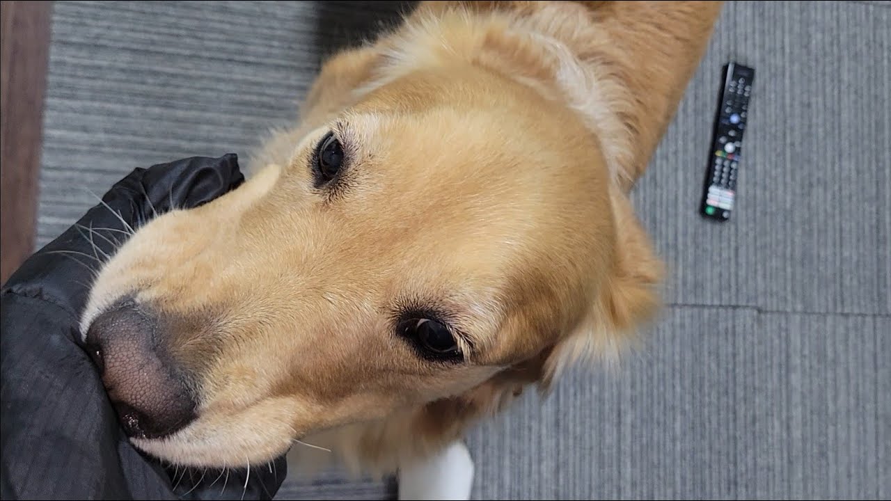 父が散歩の時間に居なくて八つ当たりするゴールデンレトリバーを母は証拠に残しました