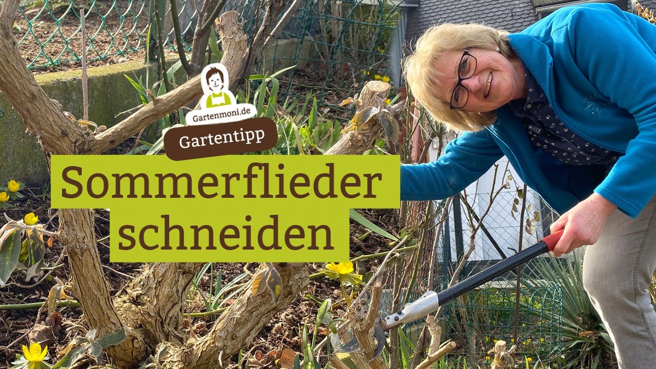 Immer auf 3 Dinge achten: Sommerflieder / Schmetterlingsflieder schneiden