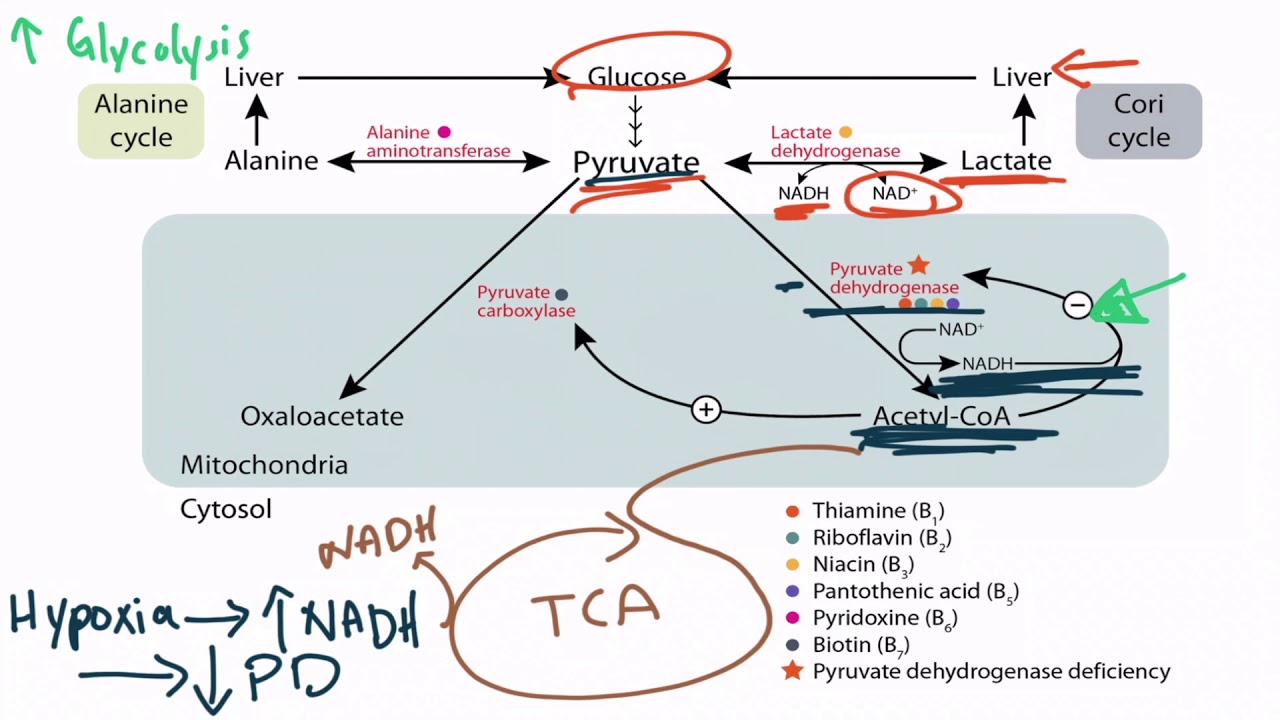 Pyruvate for the USMLE Step 1