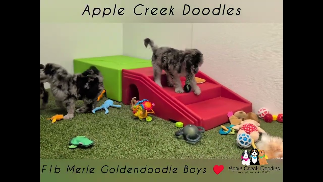 F1b Merle Goldendoodle Boys, ready 3/7.