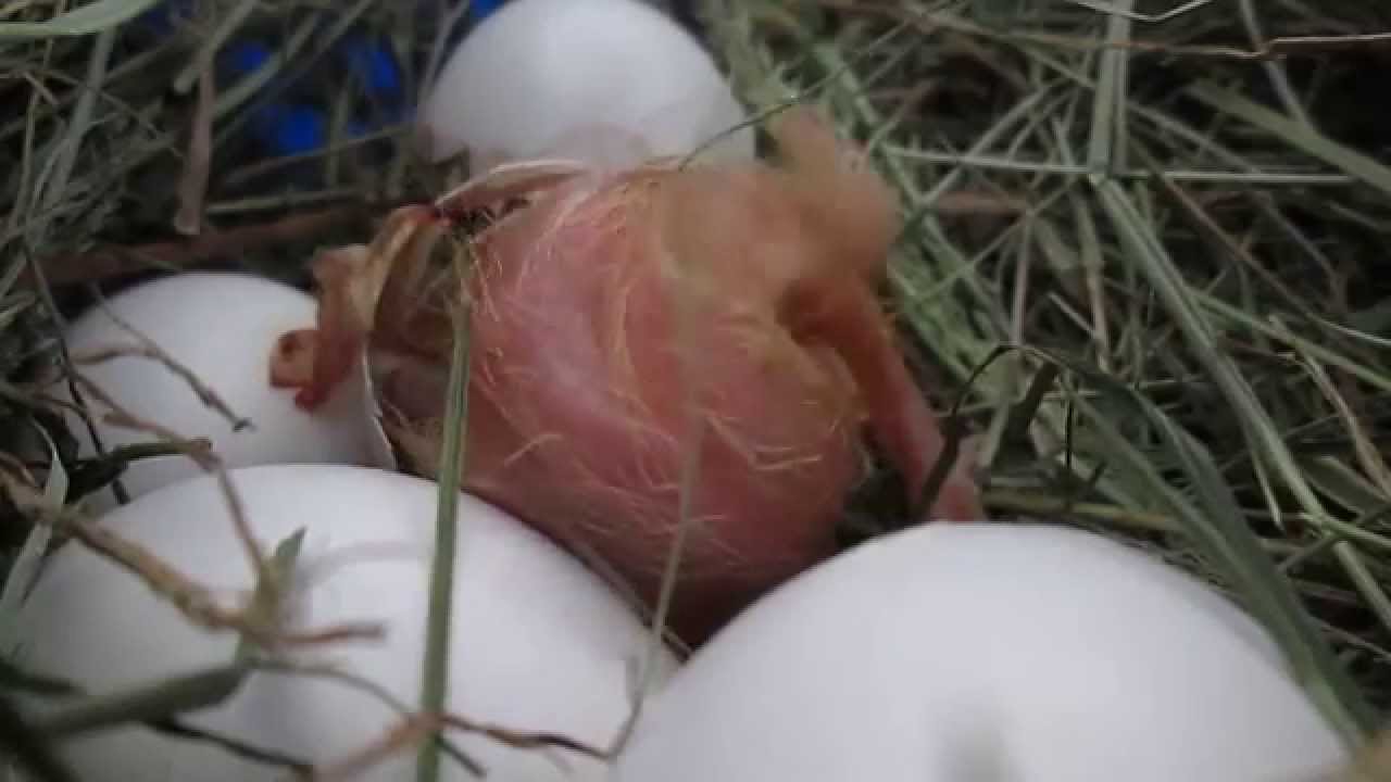 Wykluwanie pisklaka gołębia pocztowego | Chick hatching pigeon