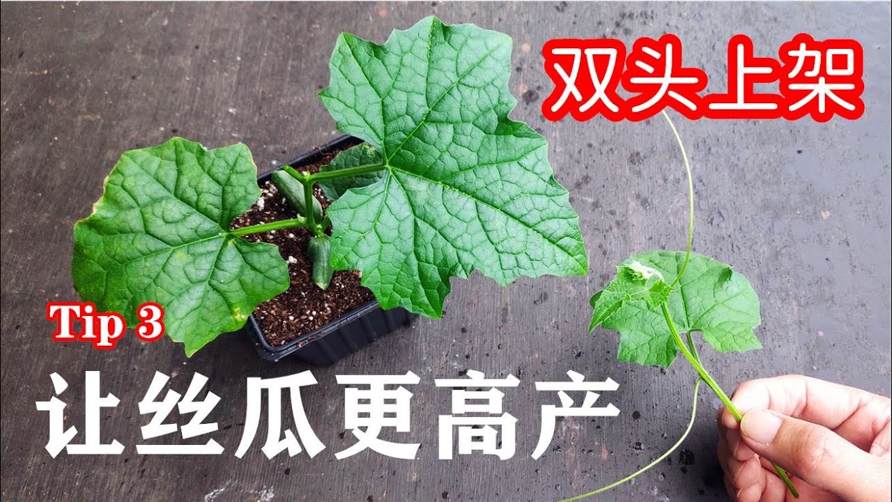 幼苗期的一个小动作，让未来丝瓜结果更多，吃也吃不完，丝瓜掐尖双头上架一举两得【种菜篇 - 丝瓜种植】