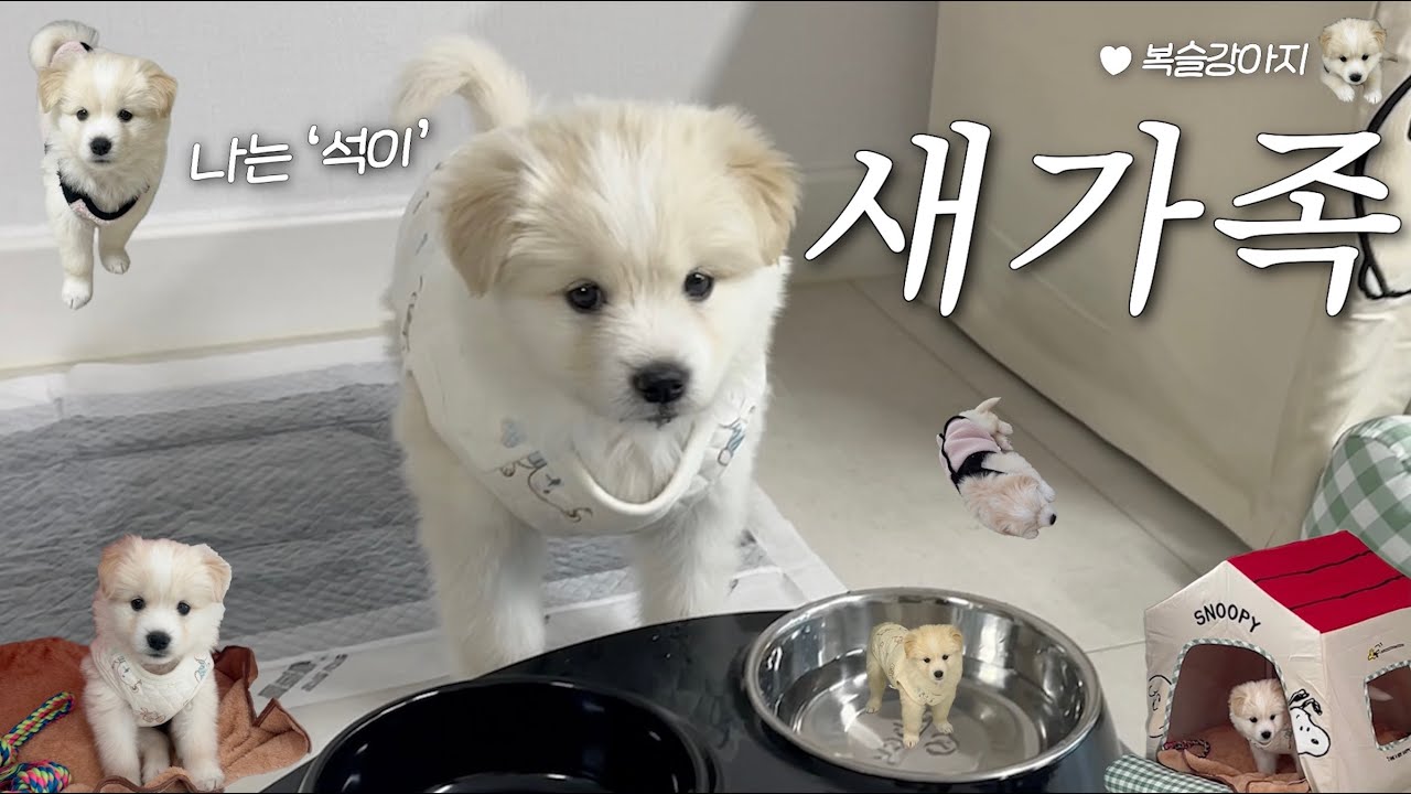 우리 가족이 되어줘서 고마워, 석이 입양일기 🐶