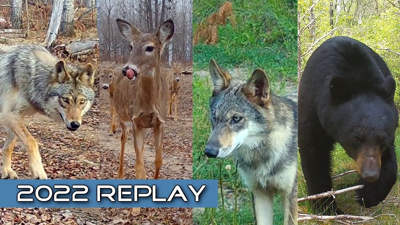 Our Favorite Trail Cam Videos of 2022(Michigan)