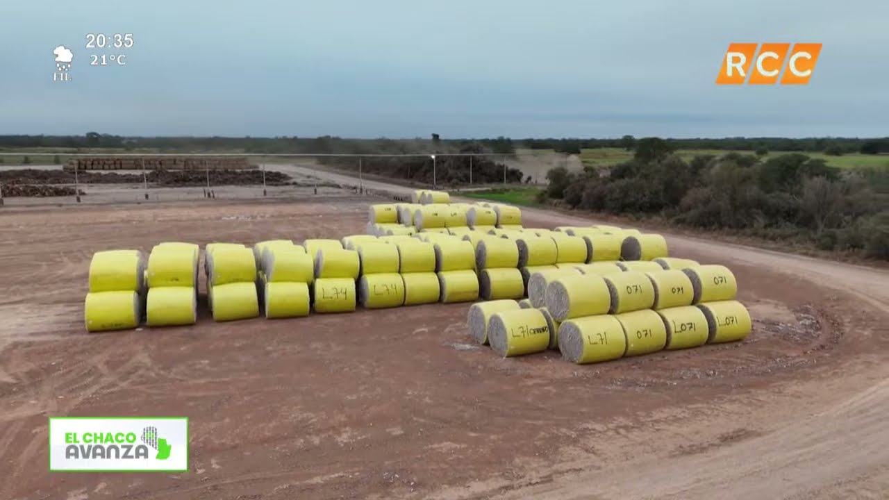 El Chaco Avanza |  Plantaci&oacute;n Algod&oacute;n Chortitzer
