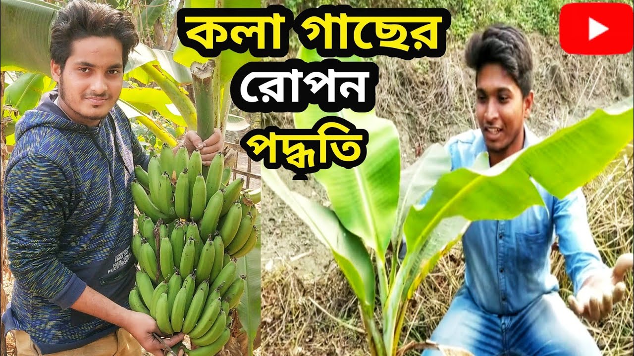 কীভাবে মাটিতে🍌 কলাগাছ রোপন করবেন?How to plant banana in the ground 2021?Kola gach Planting| কলা গাছ|