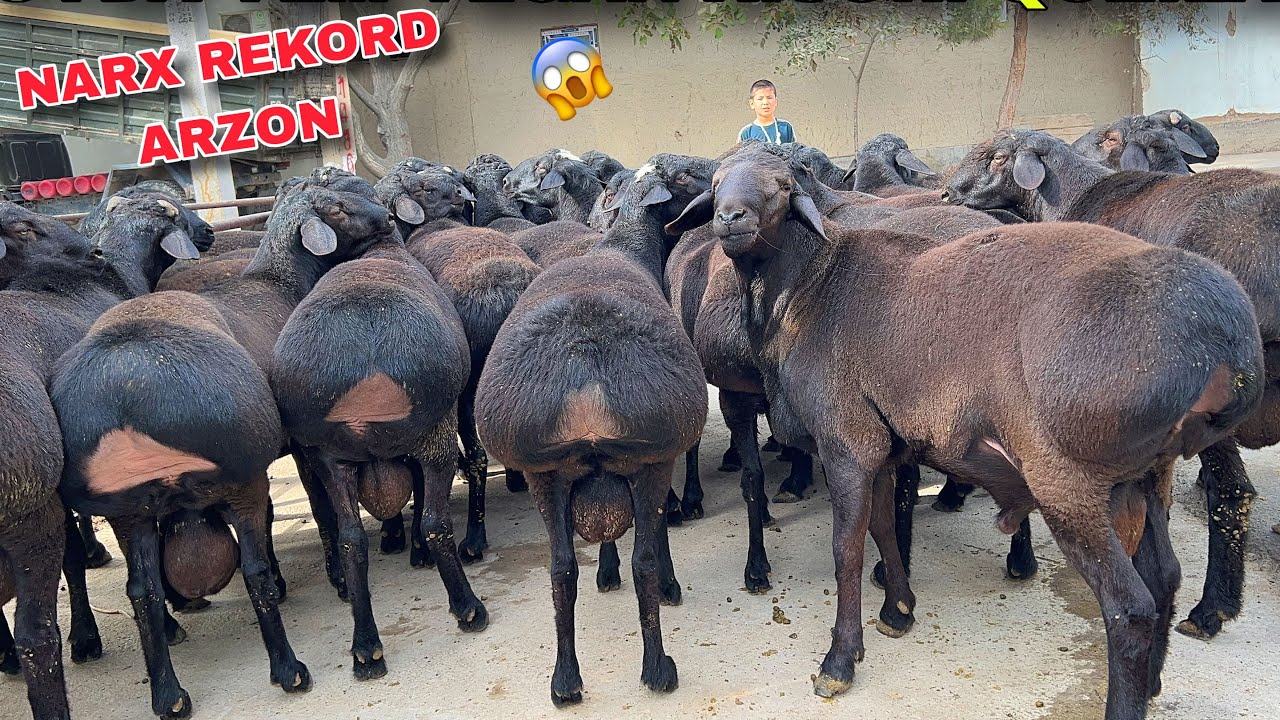 🔥 200 BOSH 12 OYLIK XISORI QOCHQORLAR ARZON NARXDA SANJARBEKDA 😱 