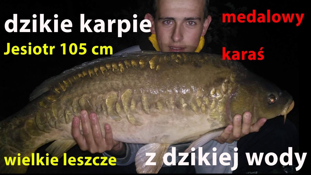 NOCNY RYBNY TERROR - W poszukiwaniu wielkich dzikich karpi  - WĘDKARSTWO