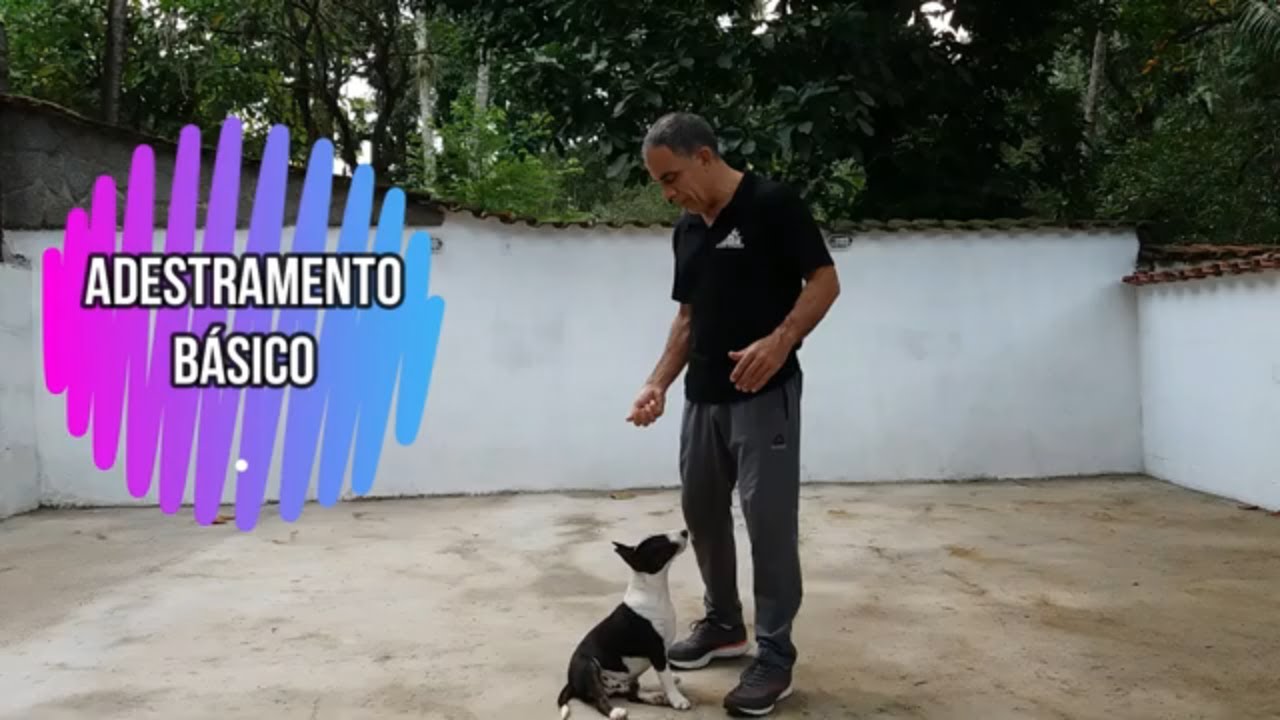Adestramento básico - Aula 1 - Primeira aula com Bull Terrier Miniatura