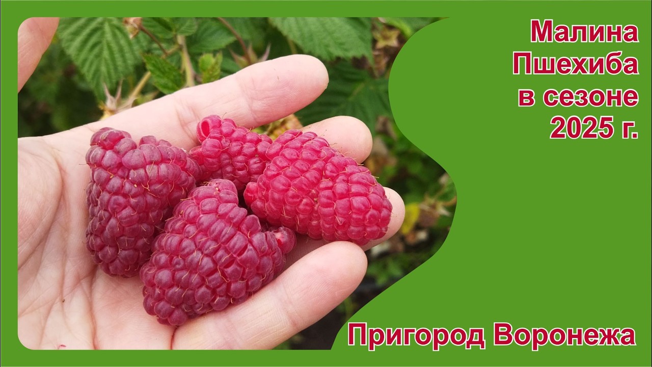 Малина Пшехиба в пригороде Воронежа. Саженцы ЗКС на апрель 2026.