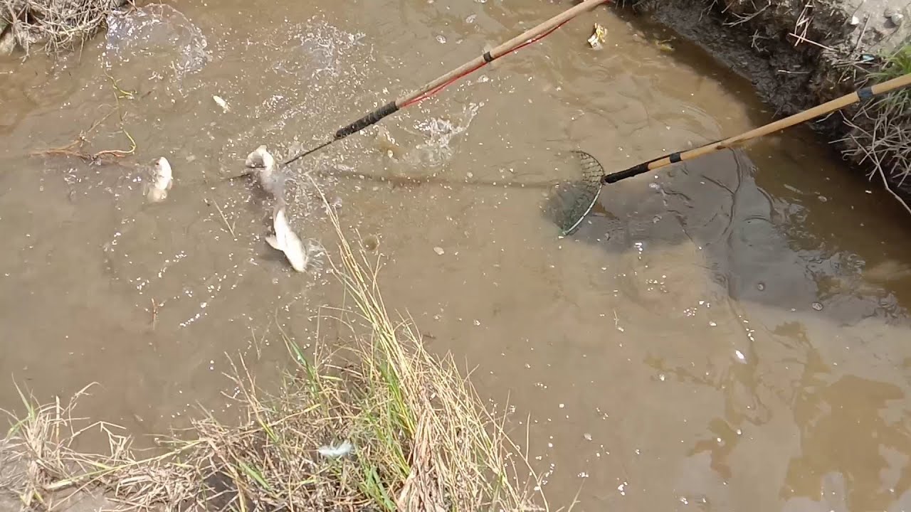 Nyetrum ikan di sawah,hasil nya melimpah