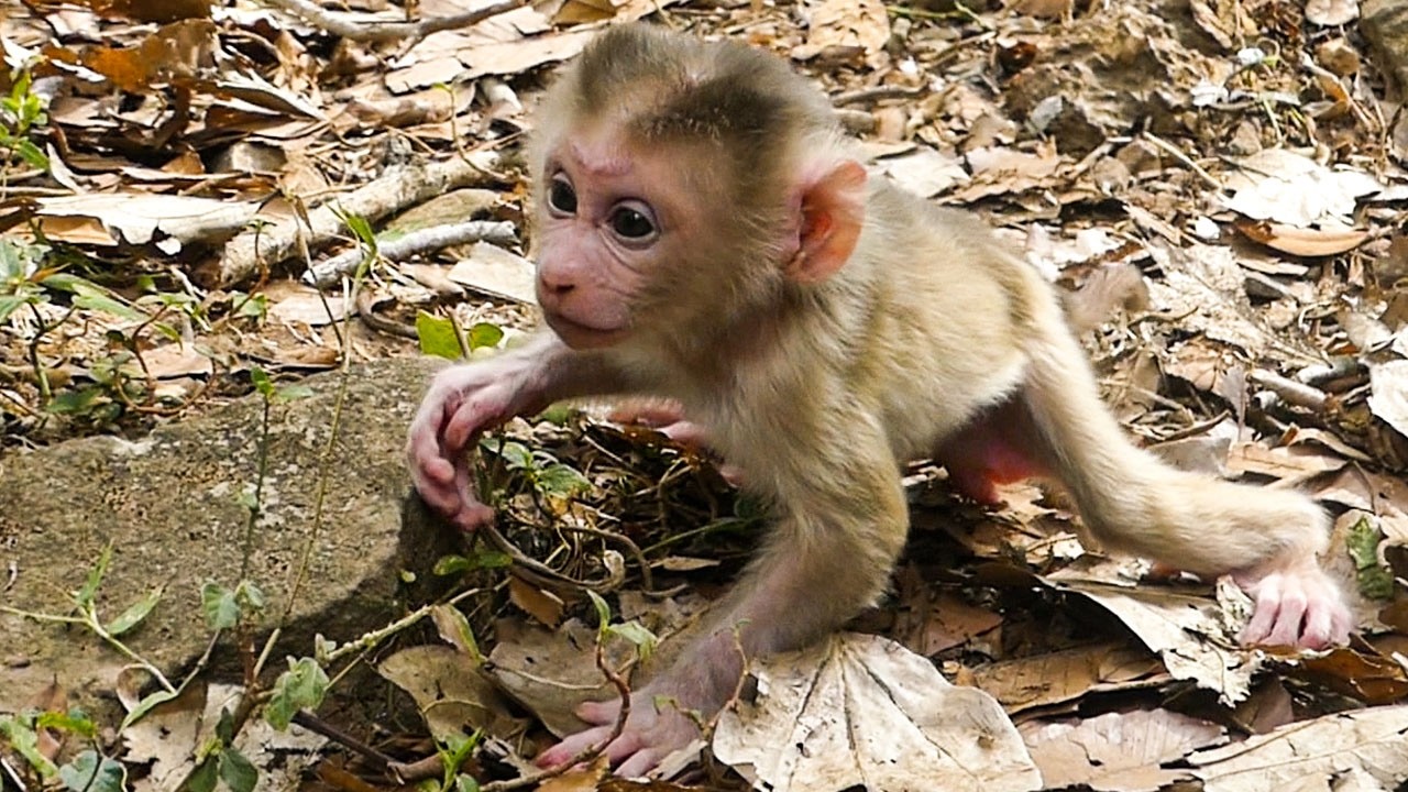 Gentle forest time |Amazingly newborn baby Levy can walk & surprise his mom & sisters