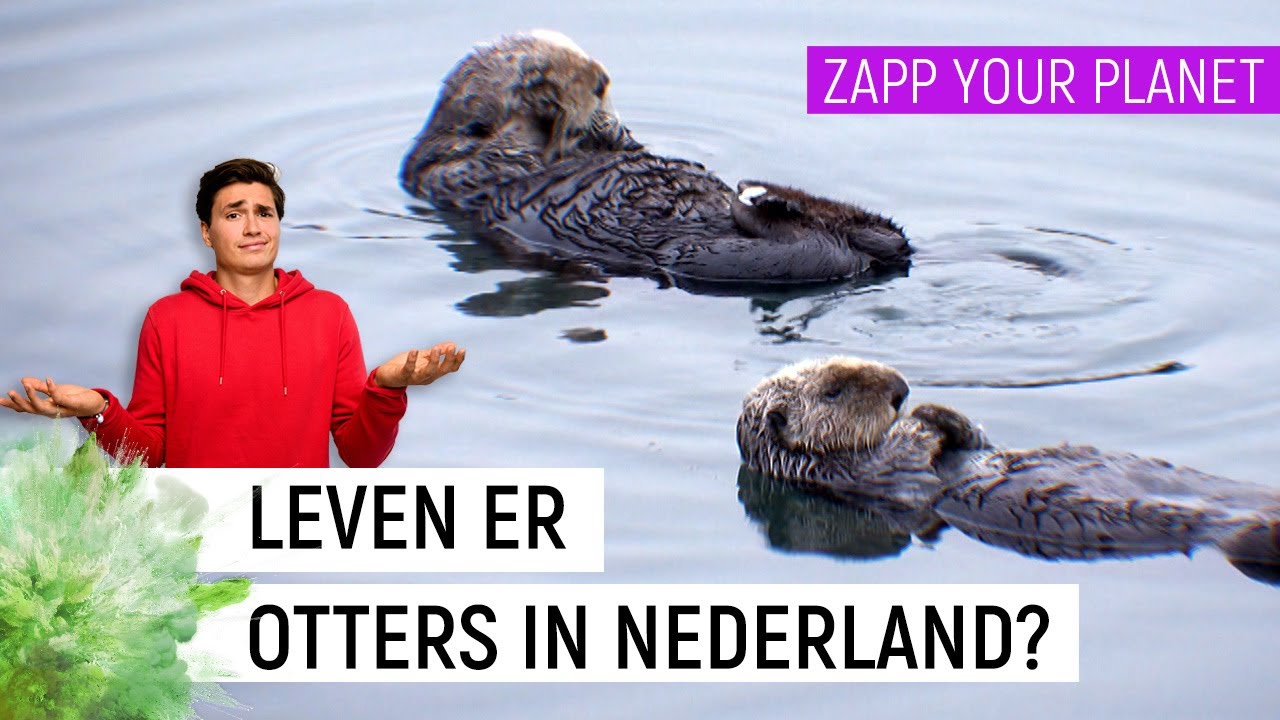 LEVEN ER OTTERS IN NEDERLAND?🦦 | Zapp Your Planet | NPO Zapp