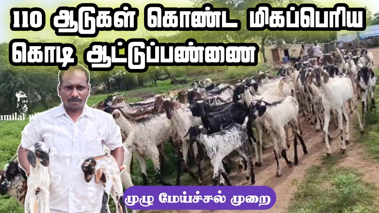 கொடி ஆடு வளர்ப்பில் 30 வருட அனுபவம் | 100 ஆடுகளுக்கு மேல் | தமிழர் நிலம்
