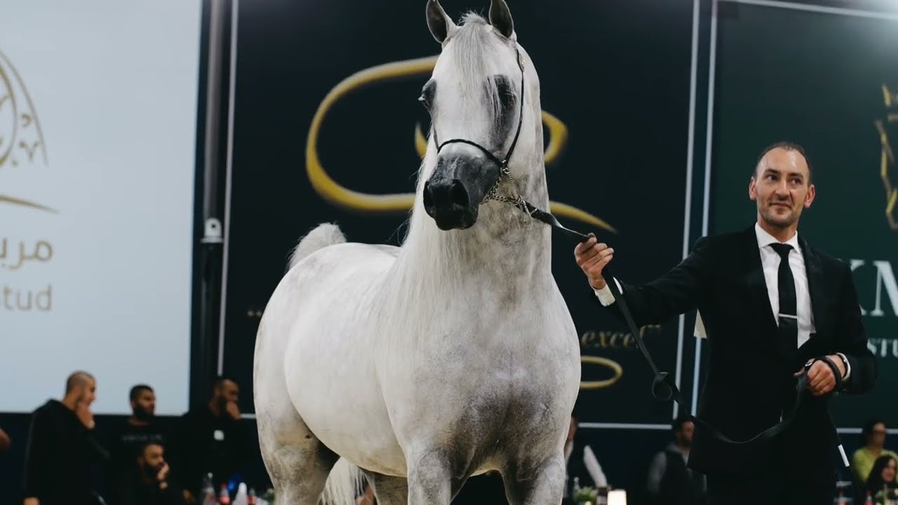 EKS FARAJJ - Silver Champion Senior Stallion - 2023 All Nations Cup