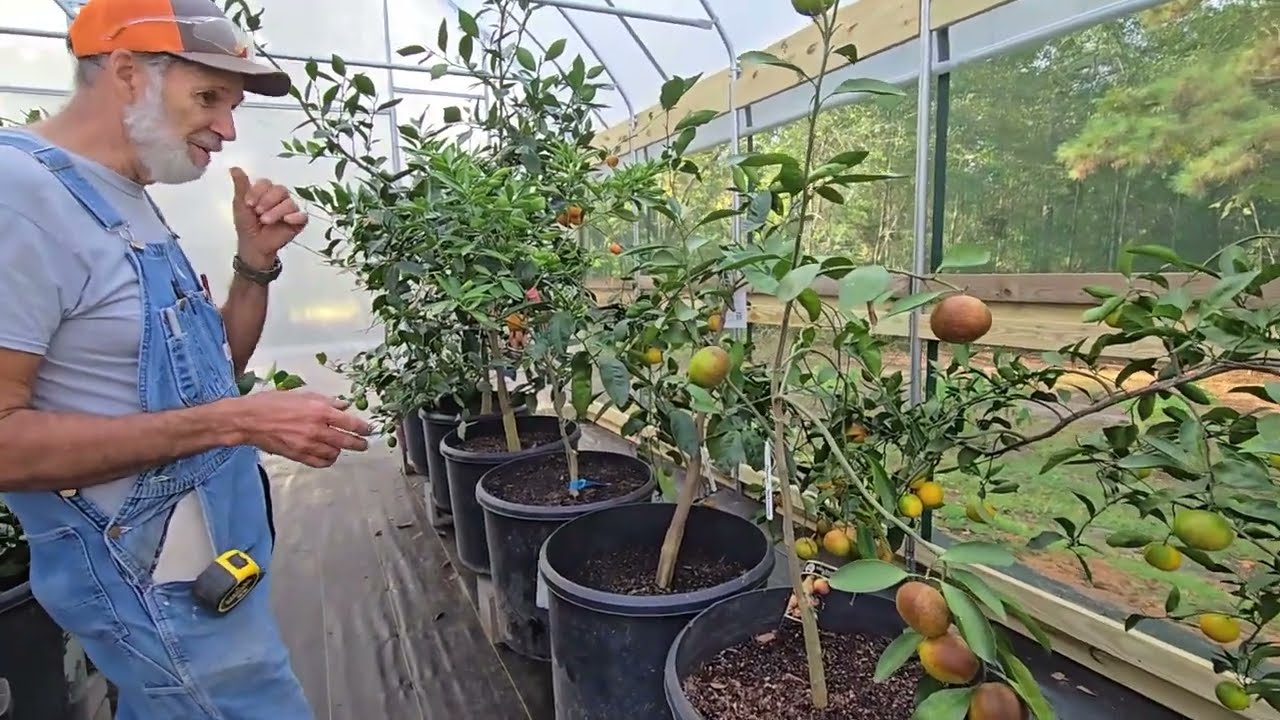 Экскурсия по туннелю Citrus High
